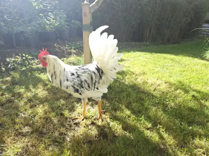Leghorn Exchequer Hähne 14 W