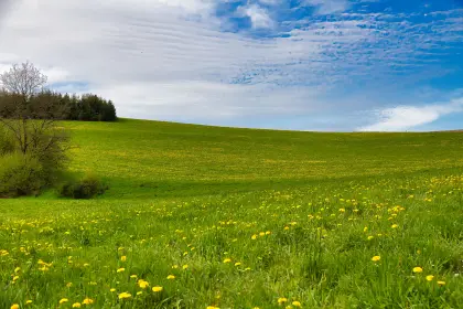 Wiese Langschlag/Groß-Gerungs zum Kauf oder Pachten gesucht