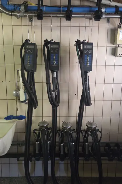 Alfa Laval Rohrmelkanlage mit 3 Melkgehänge, Selbstabbau