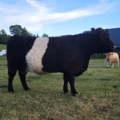 Belted Galloway Kuh und Stierkalb