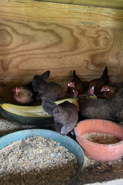 Bantam