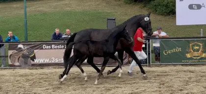 Buntes Rapphengstfohlen von True Hope x Fidertanz