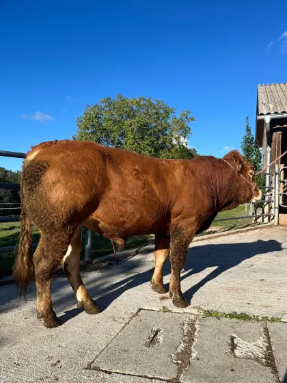 Limousin Zuchtstier