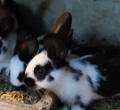 Scheckenkaninchen
