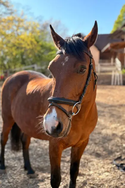 Ungarisches Reitpony mit Charakter