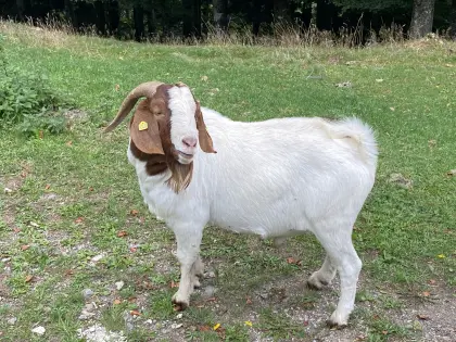 Burenziegenbock