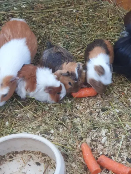 Meerschweinchen