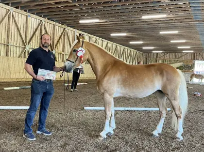 Laila, Haflinger Stute