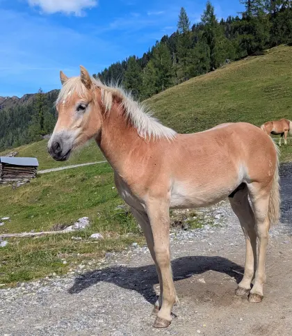 Samson, Haflinger-Hengstfohlen, Sommerhit x Wolfgang