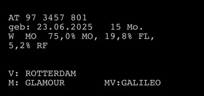 Bio Montbéliarde Kalbin