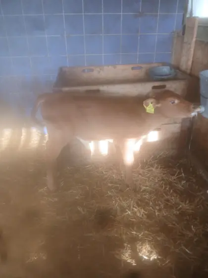 Bio-Stierkalb