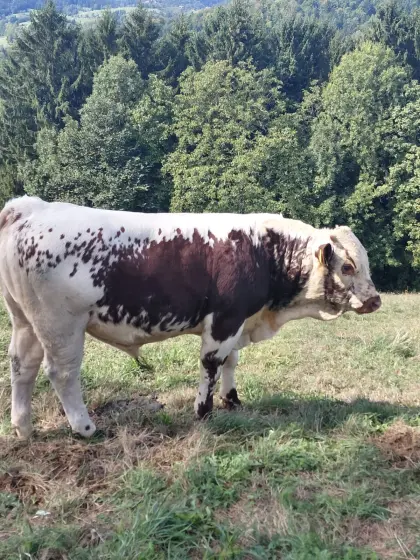 Pustertaler Sprinzen Stier