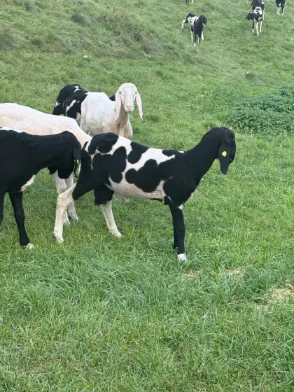 Tscheggenschaf Widder