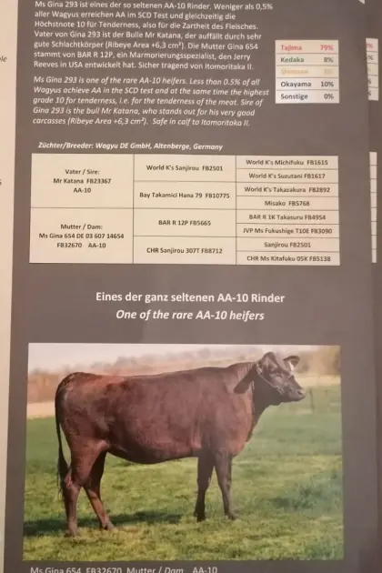 Wagyu-Kuh WDE MS Gina