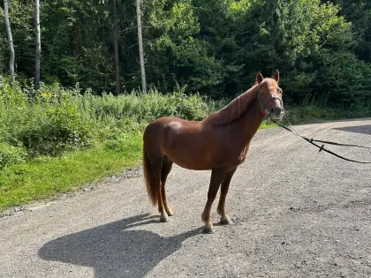 Pony-Wallach zu verkaufen
