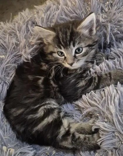 Katzenbaby, Langhaarkätzchen, Langhaar-Mischlingskatze