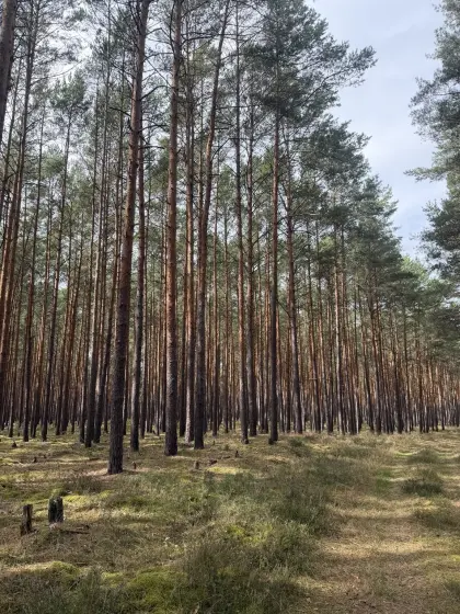 Waldfläche von 5,96 ha in 15.757 Briesen
