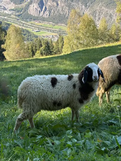 Reinrassiges Tscheggenschaf und Walliser-Tscheggenmischling