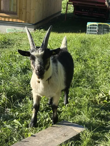Passeirer Gebirgsziegenbock