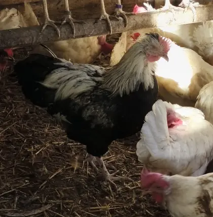 Verkaufe Hahn