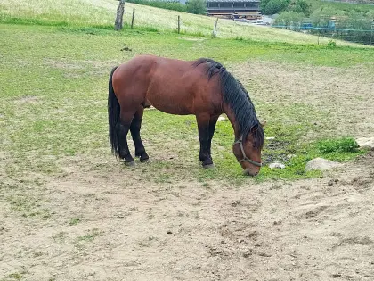 Zimt van G Schaunitz XVII, Noriker Hengst
