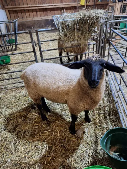 Suffolk Schaf