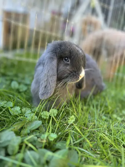Babyhasen Mini Lop