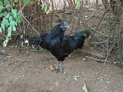 Ayam Cemani, Hähne
