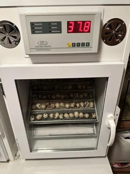 Lohnbrut