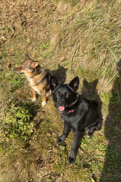 Hunde-Welpen