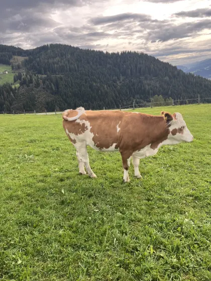 Verkaufe trächtige Bio Fleckvieh-Kalbin
