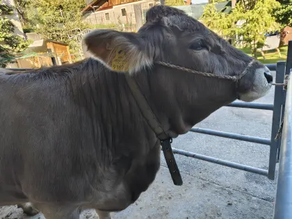 Original Braunvieh-Kalbin zu verkaufen