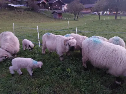 Walliser Schwarznasen Widder HB