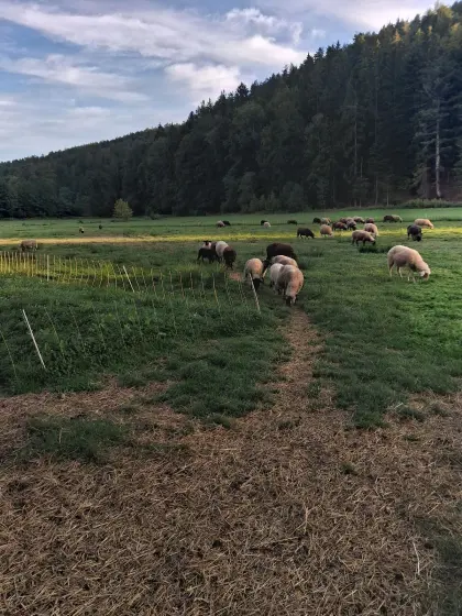 Trächtige Mutterschafe