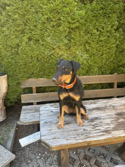 Deutsche Jagdterrier-Hündin
