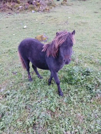 Austrian Pony Stutfohlen ab Herbst abzugeben