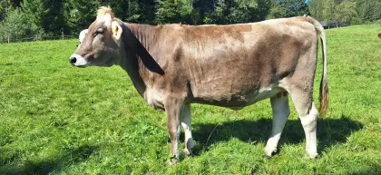 Trächtige BIO Kalbin