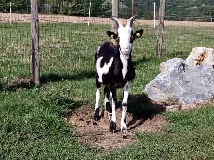 Ziegenbock