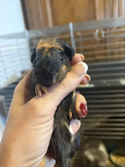 Meerschweinchen sucht Zuhause
