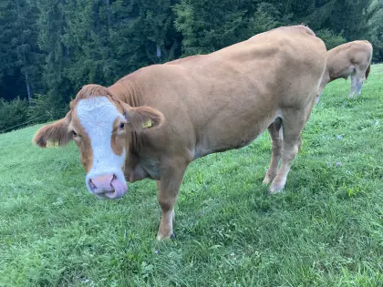 Bio Mutterkuh