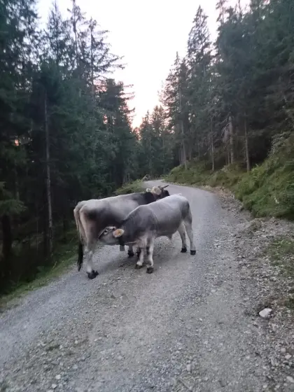 Grauvieh-Mutterkuh