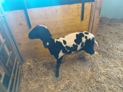 Tscheggenschaf-Kälber