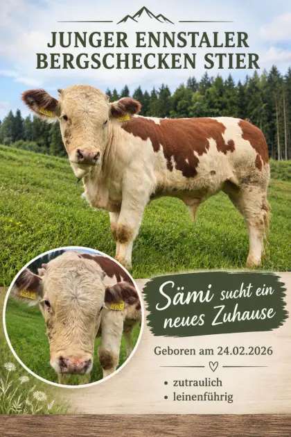 Stier