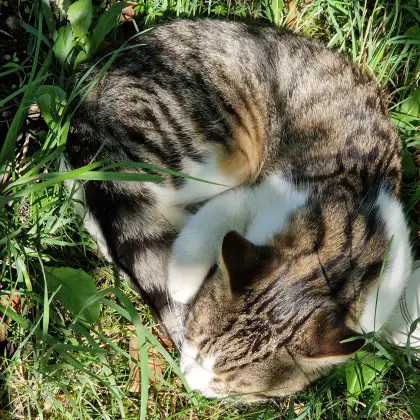 Kater