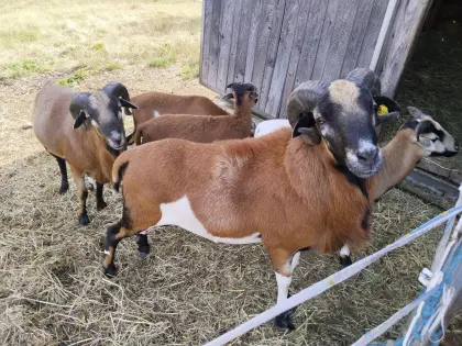 Kamerunbock