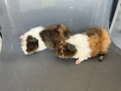 Meerschweinchen US Teddy