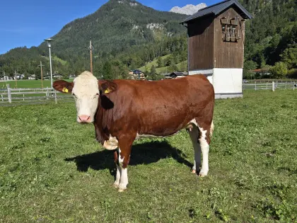 Trächtige BIO-Kalbin und Jungrinder Fleckvieh