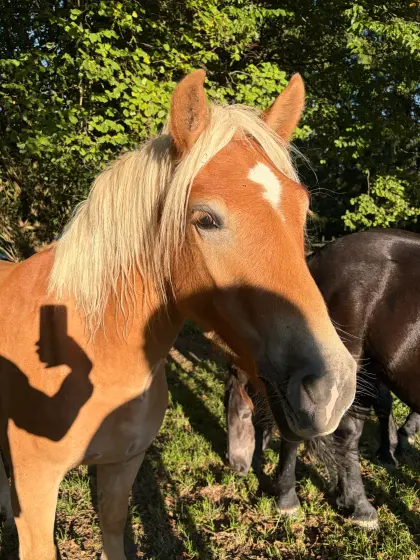Verkaufe 2 1/2-jährigen Haflinger-Walach