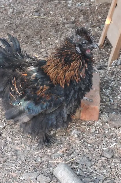 Zwergseidenhuhn-Paar