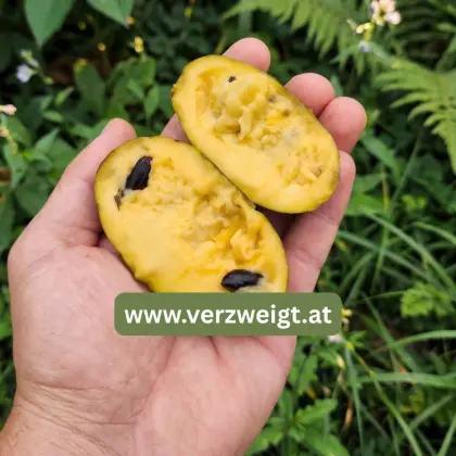 PawPaw, Indianerbanane Bäume